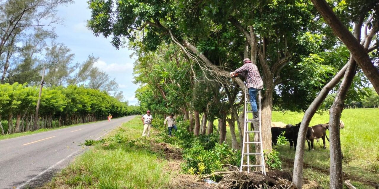 Tecolutla: Se realizan labores de limpieza y desrame de árboles