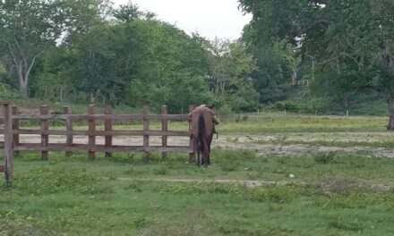 Álamo: Jinete Sufre Accidente en Terrenos de Feria y es Atendido por Paramédicos de la Cruz Roja