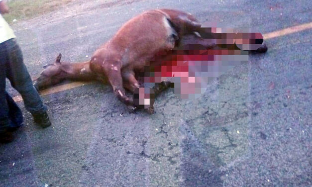 Caballo Vagabundo provoca accidente en Alazán