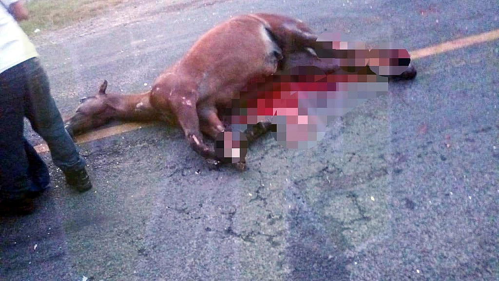 Caballo Vagabundo provoca accidente en Alazán