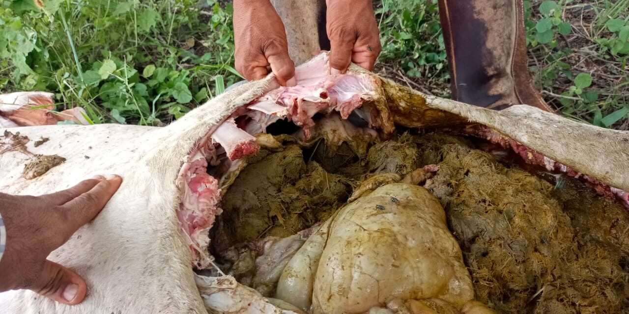 ¡Terror en Álamo! Enorme Felino Devora Ganado y Amenaza a la Población