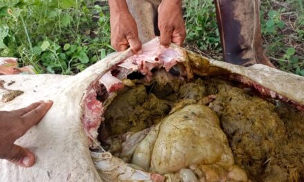 ¡Terror en Álamo! Enorme Felino Devora Ganado y Amenaza a la Población