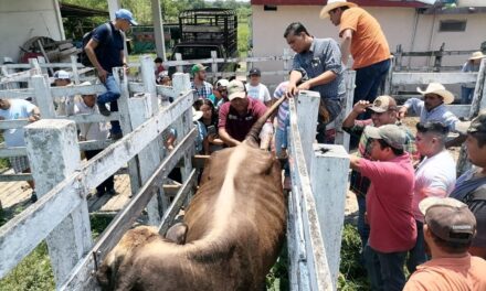 Éxito del Curso de «Inseminación Artificial en Bovinos» en Cerro Azul