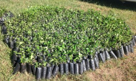 Chontla: entrega de 2,000 especies de árboles endémicos para reforestación