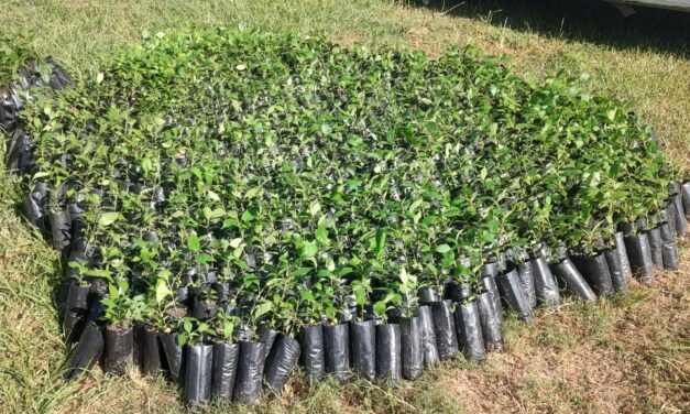 Chontla: entrega de 2,000 especies de árboles endémicos para reforestación