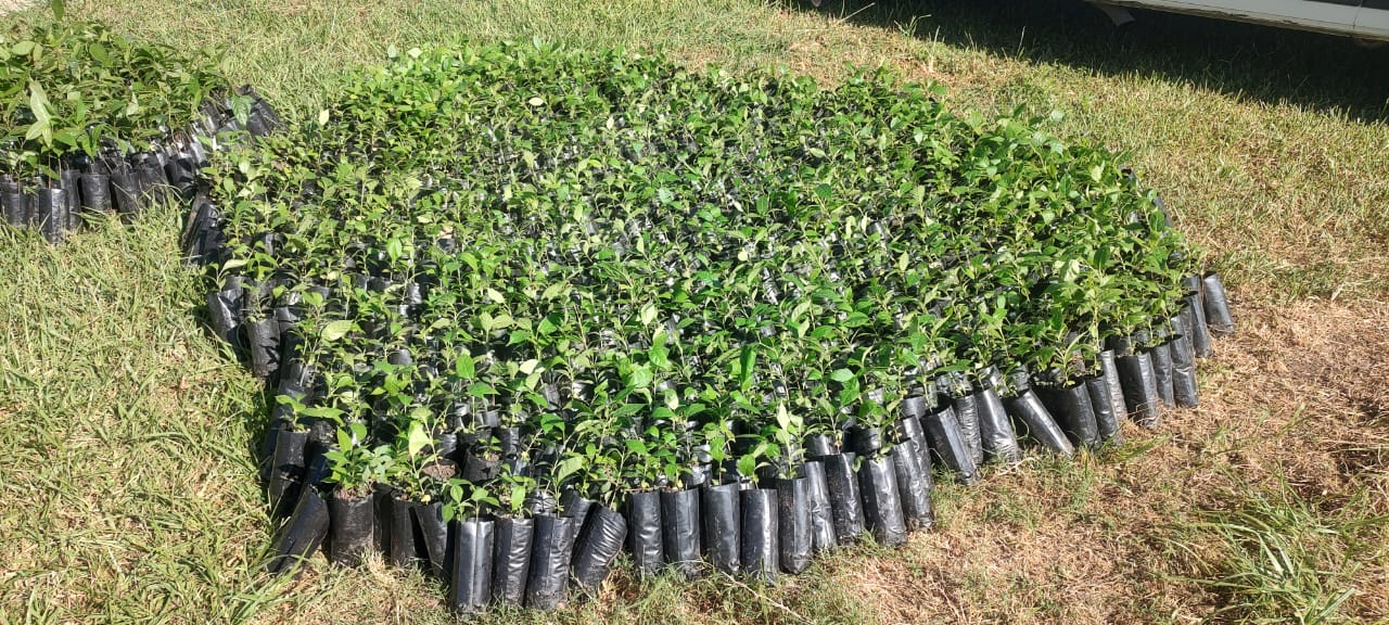 Chontla: entrega de 2,000 especies de árboles endémicos para reforestación