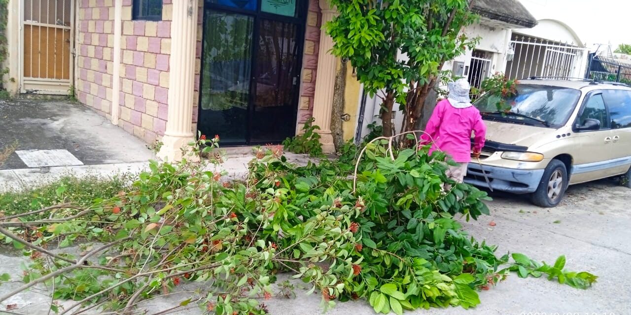 Coatzintla: Retiro de Árbol en el Fraccionamiento «Kawatzin» para Garantizar la Seguridad y Comodidad de los Vecinos