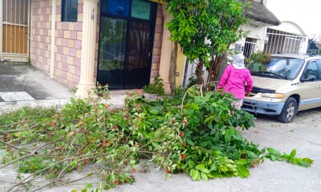 Coatzintla: Retiro de Árbol en el Fraccionamiento «Kawatzin» para Garantizar la Seguridad y Comodidad de los Vecinos