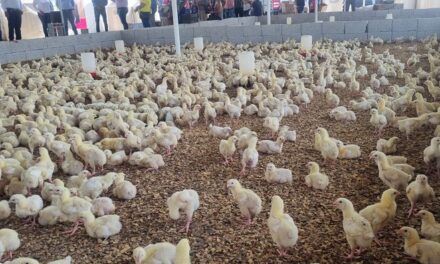 Entrega de Pollos de Engorda y Ponedoras Beneficia a Familias de Ozuluama y Comunidades