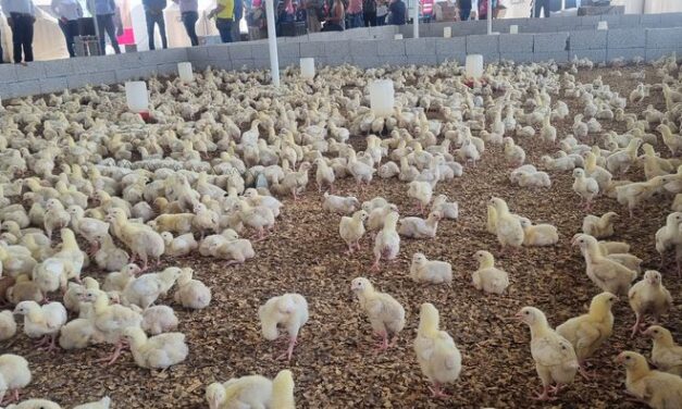 Entrega de Pollos de Engorda y Ponedoras Beneficia a Familias de Ozuluama y Comunidades