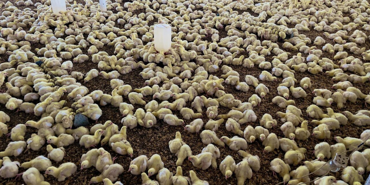 Ozuluama: Vacunación de Pollitos de Engorda y Ponedoras en Preparación para su Entrega