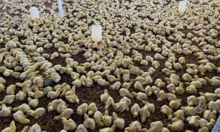 Ozuluama: Vacunación de Pollitos de Engorda y Ponedoras en Preparación para su Entrega