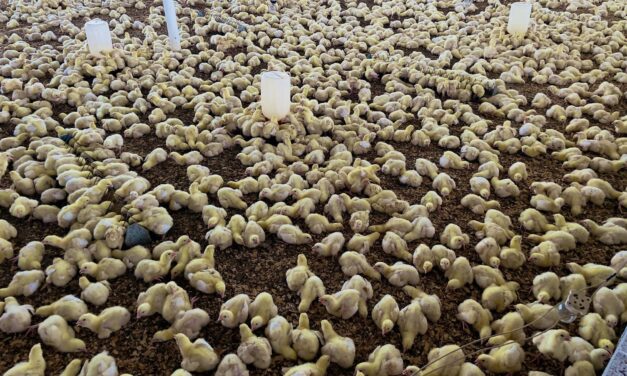 Ozuluama: Vacunación de Pollitos de Engorda y Ponedoras en Preparación para su Entrega