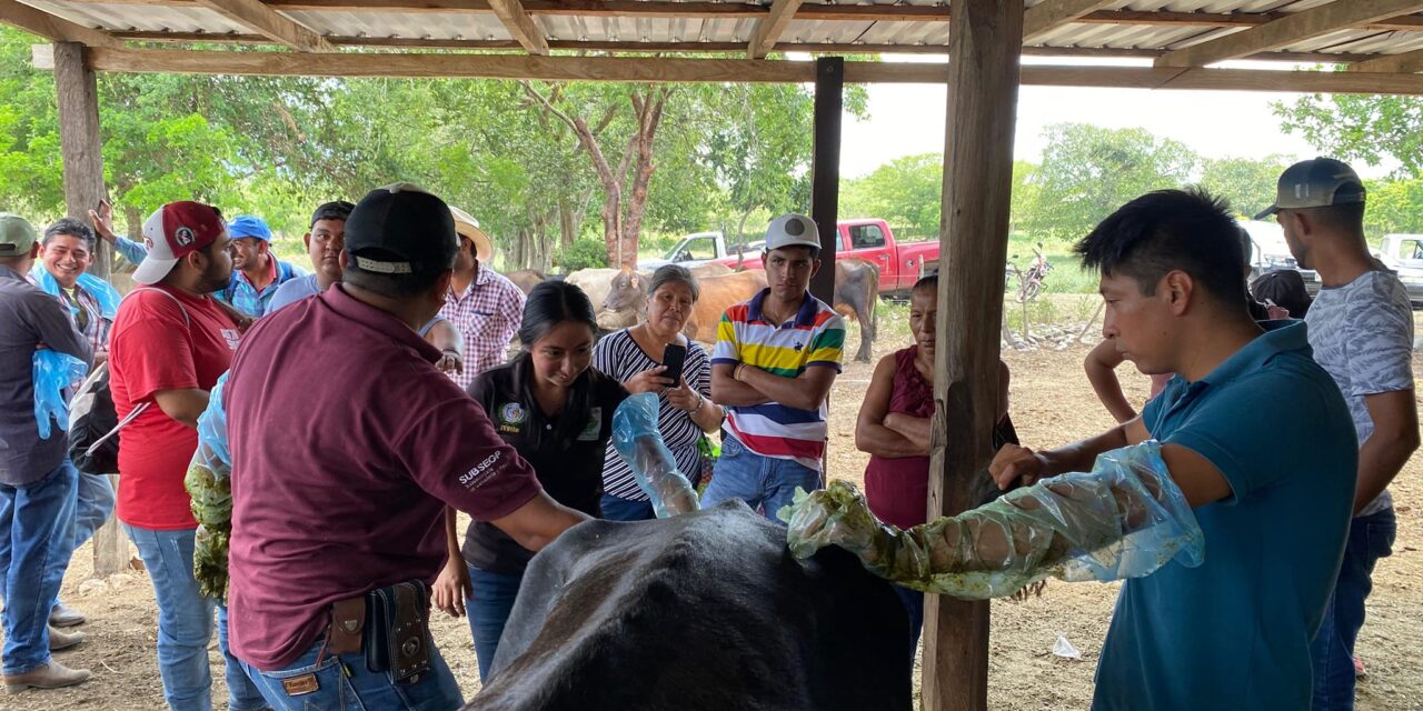 Taller de Inseminación Artificial Impartido en Los Altos del Metate por el Gobierno Municipal de Citlaltépetl
