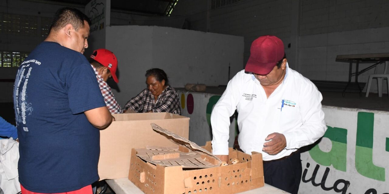 Entrega de Pollitos de Engorda y Pollitas Ponedoras en Citlaltépetl