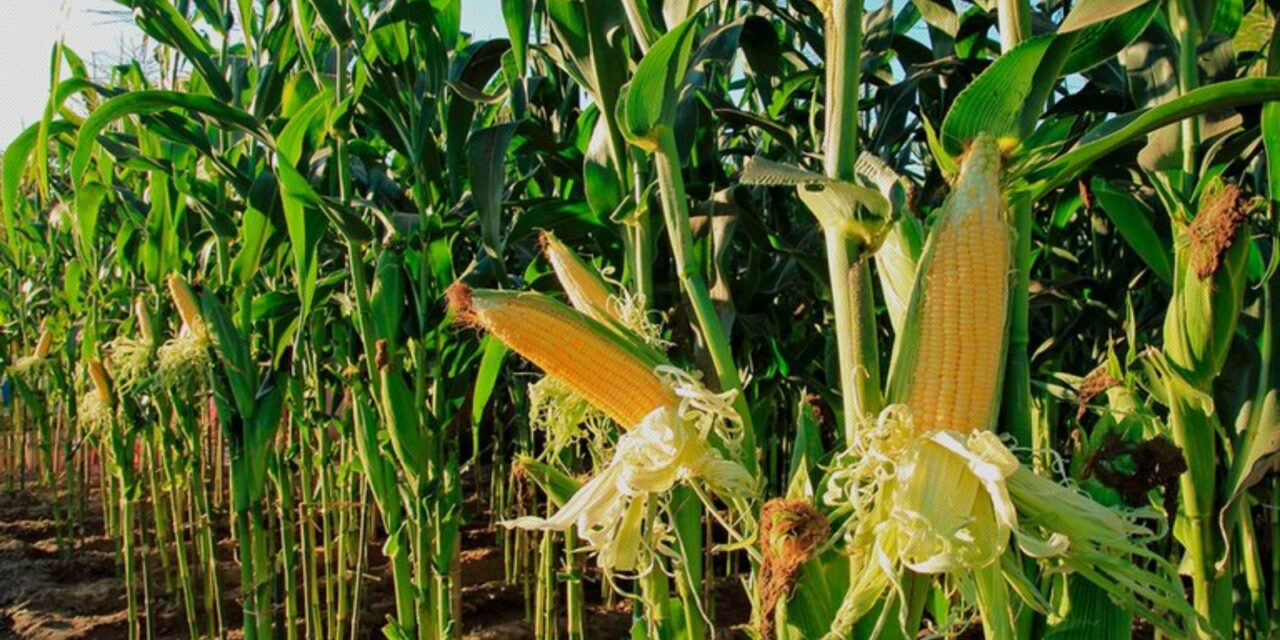 Naranjos: Invitación a Participar en Evento sobre el Uso del Maíz en la Agricultura