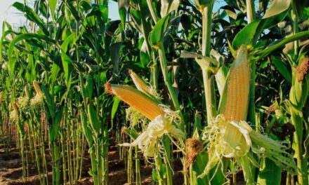 Naranjos: Invitación a Participar en Evento sobre el Uso del Maíz en la Agricultura