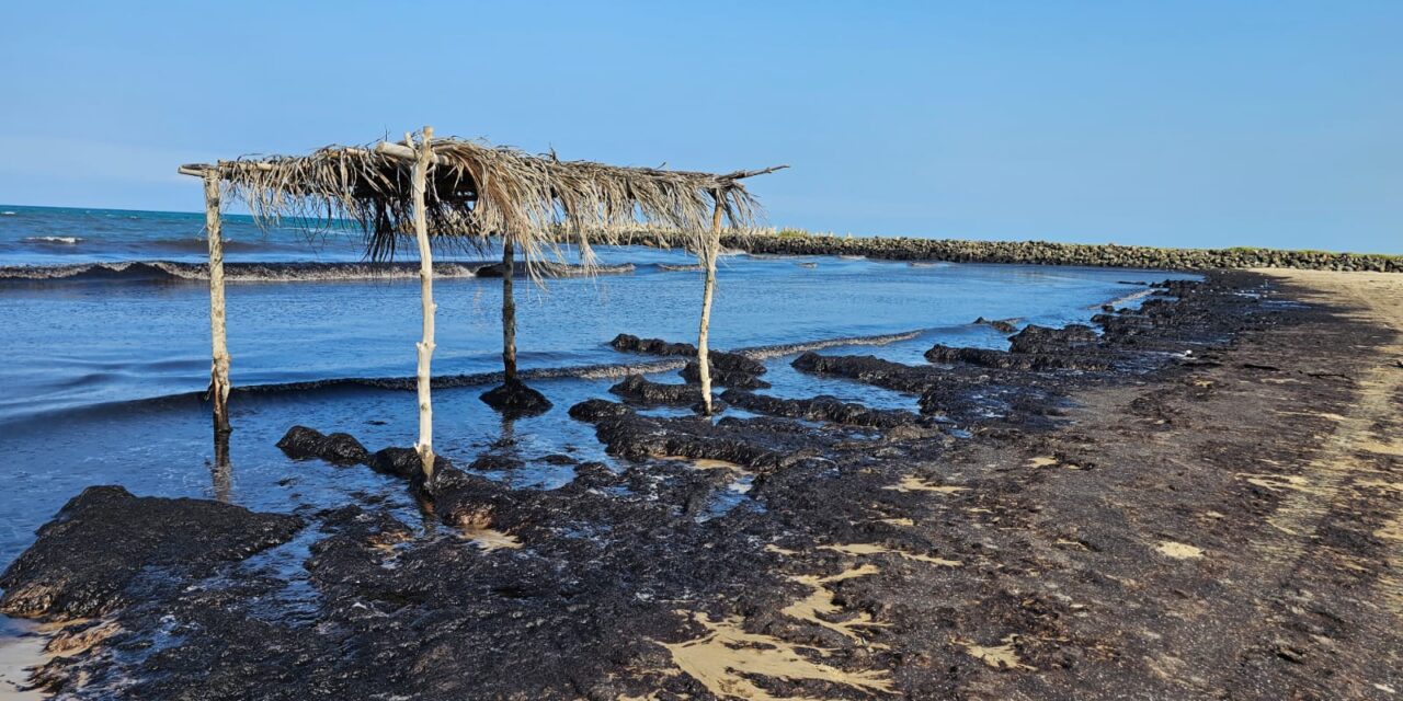 Tuxpan: No hay contaminación de playas con hidrocarburo; se trata de macroalgas Sargassum (Sargazo)