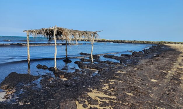 Tuxpan: No hay contaminación de playas con hidrocarburo; se trata de macroalgas Sargassum (Sargazo)