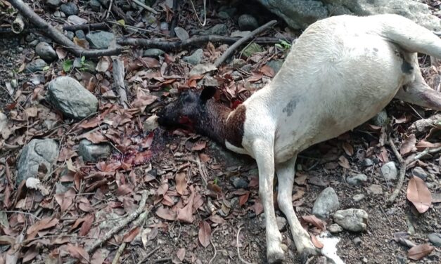 Jaguar Acecha en Ojital Ciruelo y Devora 8 Borregos, Preocupación en Álamo, Veracruz