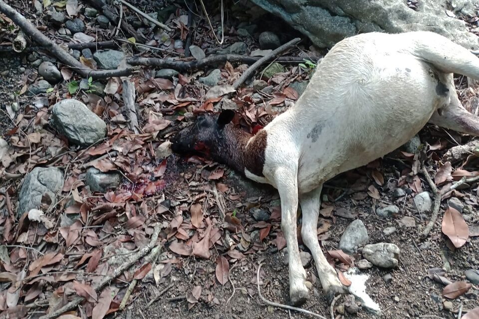 Jaguar Acecha en Ojital Ciruelo y Devora 8 Borregos, Preocupación en Álamo, Veracruz
