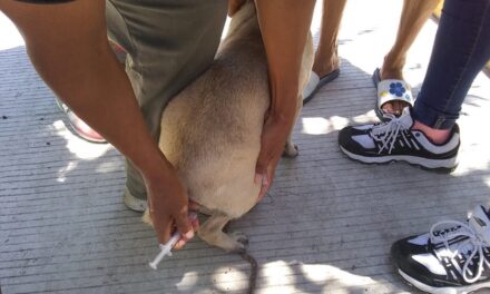 Concluyó exitosamente la Semana de Vacunación Antirrábica en Álamo, Veracruz