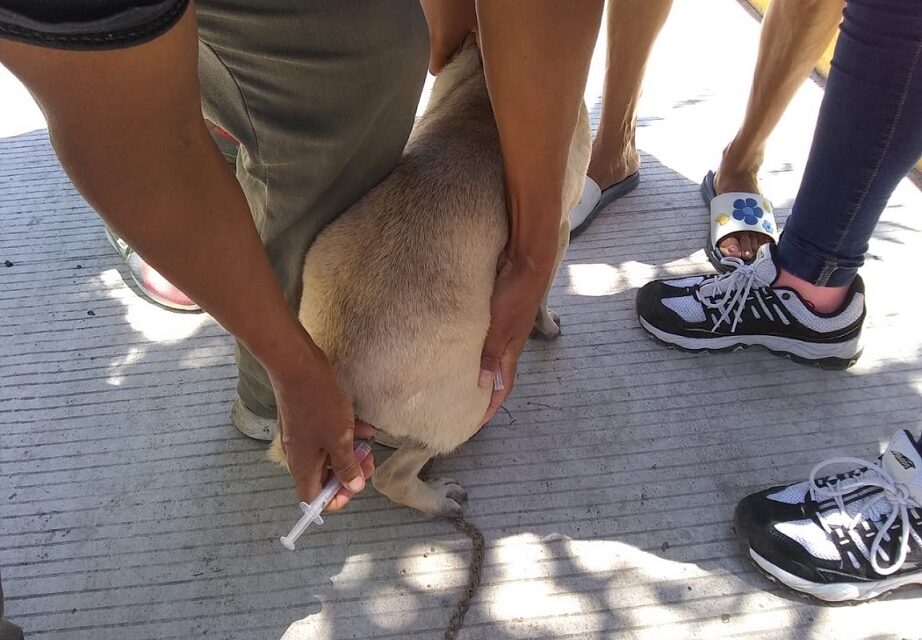 Concluyó exitosamente la Semana de Vacunación Antirrábica en Álamo, Veracruz