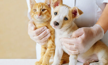 Álamo: Tercera Etapa del Programa «Seamos Dueños Responsables»