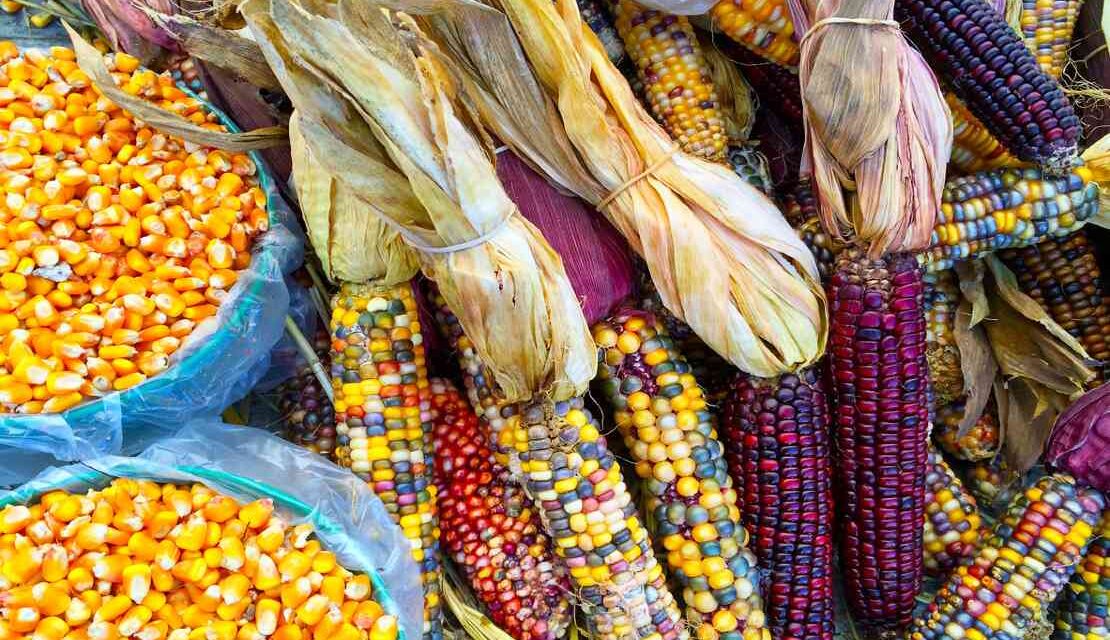 Coatzintla: Celebración del Día Nacional del Maíz en México 2023