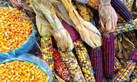 Coatzintla: Celebración del Día Nacional del Maíz en México 2023
