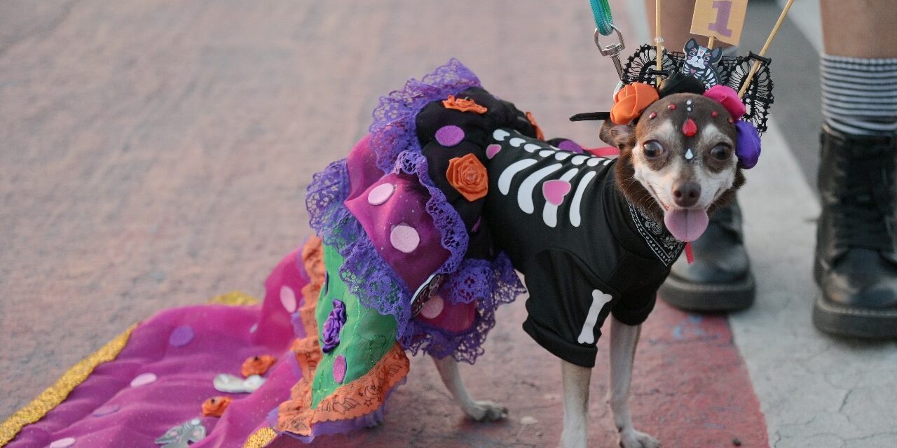 Tuxpan: Un gran número de lomitos y michis participaron en la caminata y el concurso “Disfraza a tu Mascota”