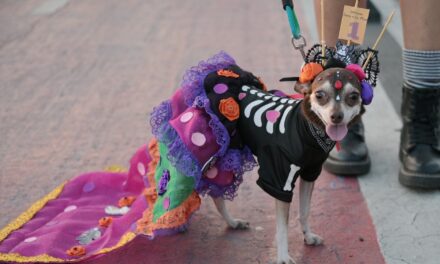 Tuxpan: Un gran número de lomitos y michis participaron en la caminata y el concurso “Disfraza a tu Mascota”