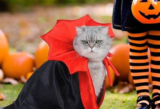 Tuxpan: Este viernes el concurso “Disfraza a tu Mascota”, alusivo a la celebración de Día de Muertos