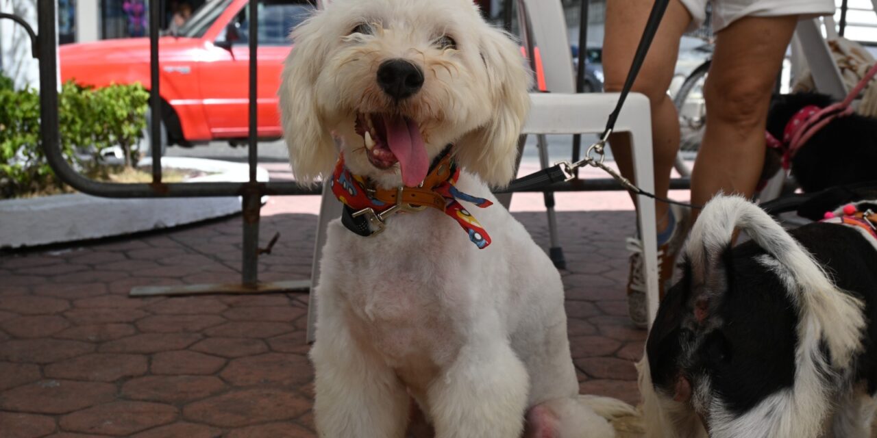 Tuxpan: Gran respuesta a la jornada de adopción de perros y gatos “Un Hogar para Todos”