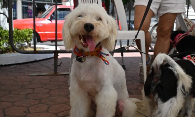 Tuxpan: Gran respuesta a la jornada de adopción de perros y gatos “Un Hogar para Todos”