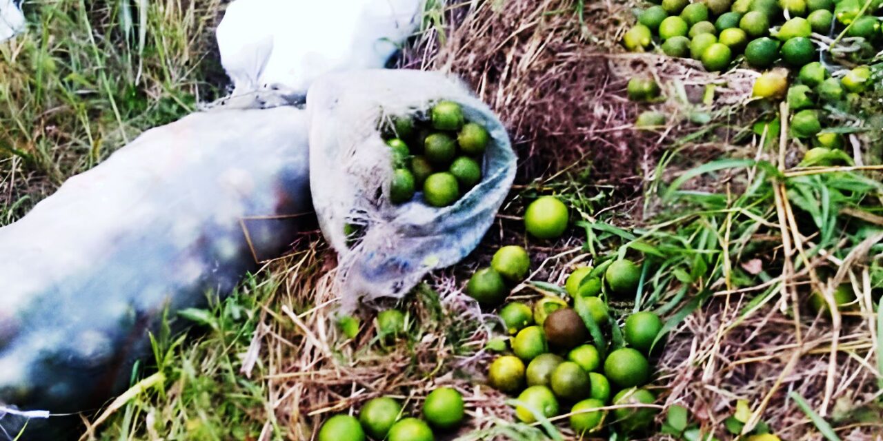 Álamo: Persiste el ROBO de CITRICOS en Ojital Ciruelo