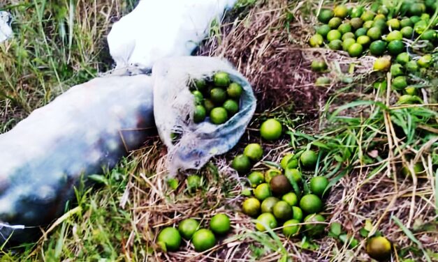 Álamo: Persiste el ROBO de CITRICOS en Ojital Ciruelo