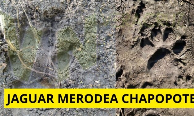 Aparece Jaguar Negro en la Zona de Chapopote, Causando Preocupación en Vecinos