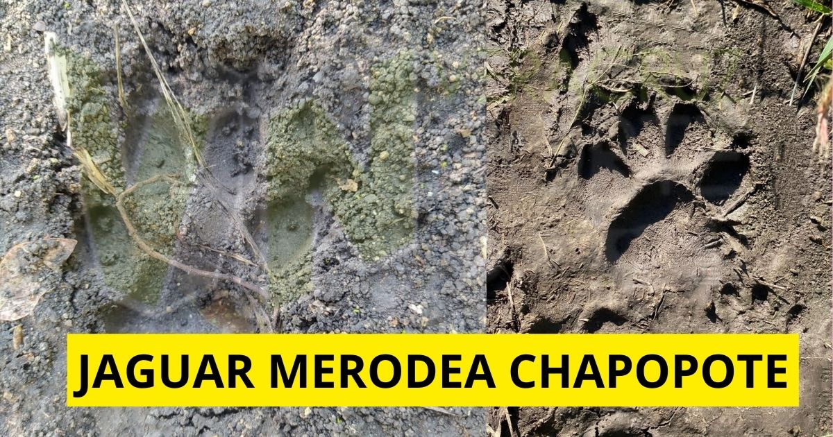 Aparece Jaguar Negro en la Zona de Chapopote, Causando Preocupación en Vecinos