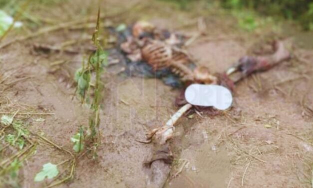 Encuentran una «calaca» en Jardín Viejo: Macabro hallazgo estremece a la comunidad de Álamo, Veracruz