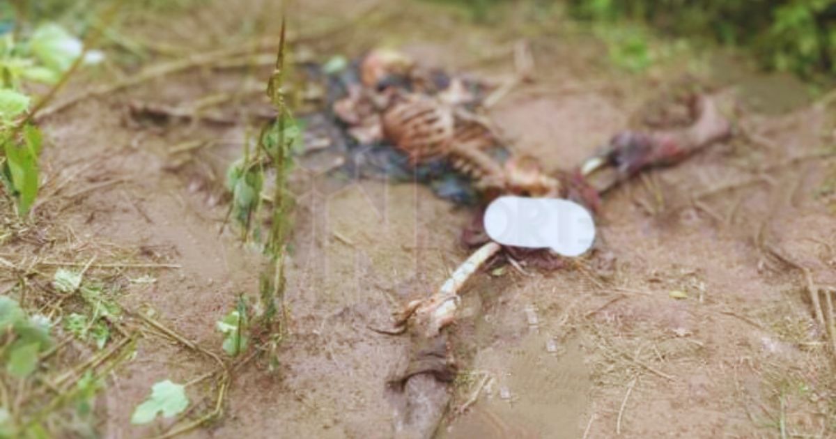 Encuentran una «calaca» en Jardín Viejo: Macabro hallazgo estremece a la comunidad de Álamo, Veracruz