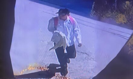 Álamo: Hombre roba bolso y queda grabado en video