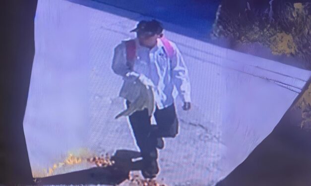 Álamo: Hombre roba bolso y queda grabado en video