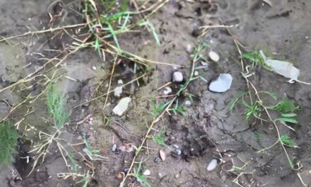 ¡ALERTA EN ÁLAMO, VERACRUZ! Jaguar merodea entre Chapopote y Loma Bonita