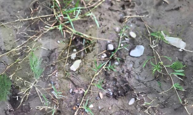 ¡ALERTA EN ÁLAMO, VERACRUZ! Jaguar merodea entre Chapopote y Loma Bonita