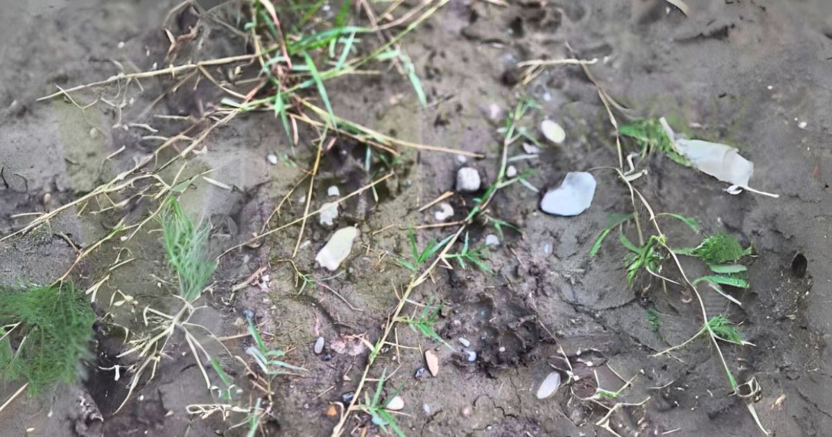 ¡ALERTA EN ÁLAMO, VERACRUZ! Jaguar merodea entre Chapopote y Loma Bonita
