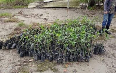 Reforestan mangle rojo en Tamiahua