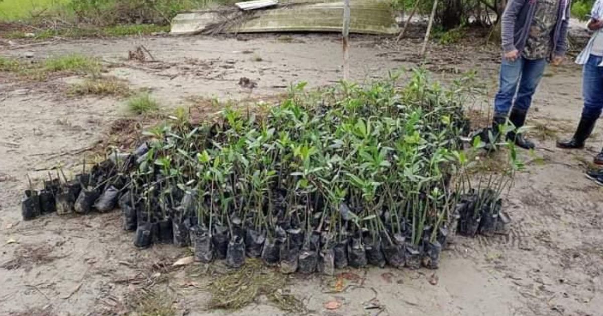 Reforestan mangle rojo en Tamiahua