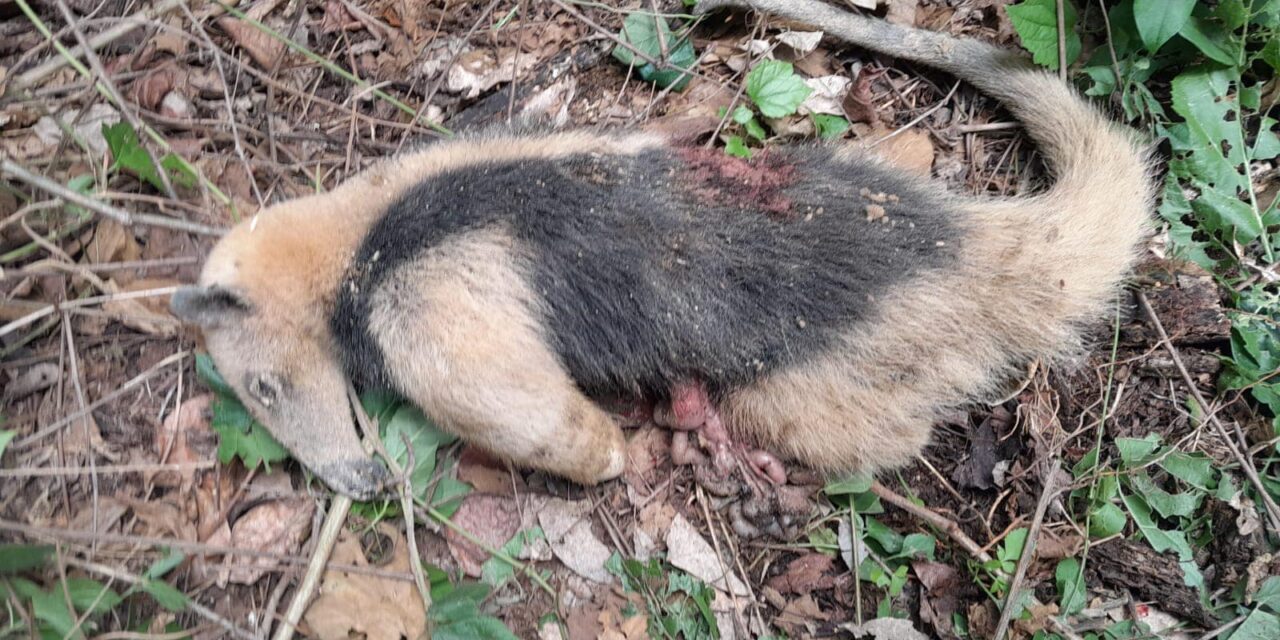 Castillo de Teayo: Muerte de oso hormiguero causa indignación en la población