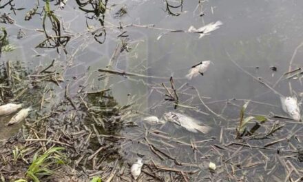 IQC Envenena el Río Tuxpan: José Manuel Ramírez González Desafía a las Autoridades y Pone en Peligro la Salud de los Habitantes de Álamo, Veracruz